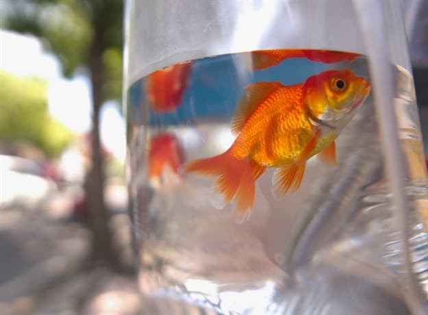 Как перевозятся аквариумные рыбки